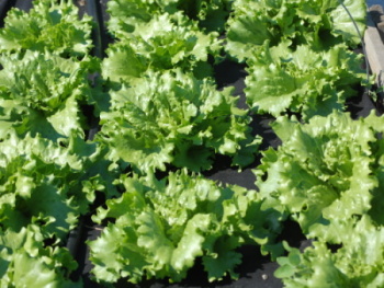 Čtvrteční bedýnky 02.04.2026