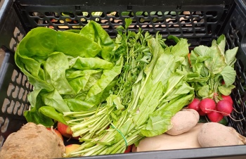 Čtvrteční bedýnky 16.04.2026