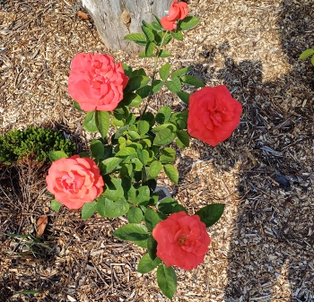 Bedýnky na čtvrtek 20.08.2026